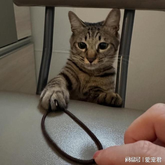 给猫咪戴项圈有什么好处？该怎么挑选最适合的项圈？(图1)