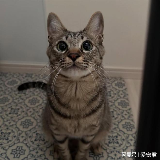 给猫咪戴项圈有什么好处？该怎么挑选最适合的项圈？(图2)