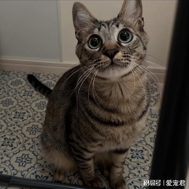 给猫咪戴项圈有什么好处？该怎么挑选最适合的项圈？(图4)
