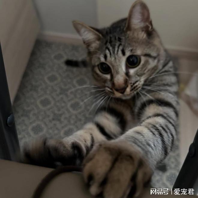 给猫咪戴项圈有什么好处？该怎么挑选最适合的项圈？(图3)