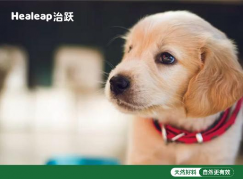新晋宠物健康营养品牌Healeap治跃专研天然好料护航犬猫健康新生活(图5)