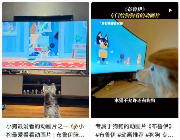 宠物消费新趋势：给猫狗看动画片、喷快乐水AI身心管家也来了！(图2)