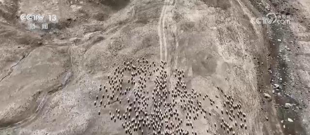定位项圈、手持机……秋季转场满满“科技范儿”畜牧更安全(图2)