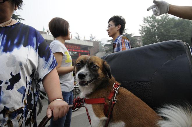 忠犬八小时：走失小狗在服务区苦等主人感动全网(图1)