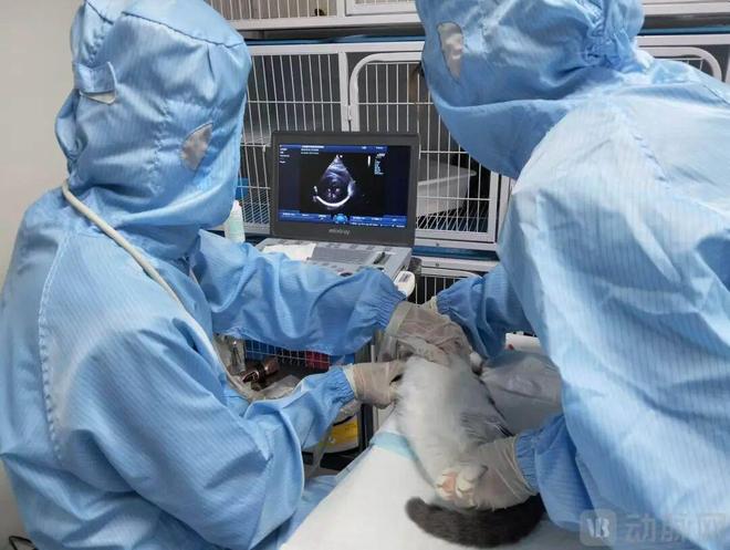 【首发】新动生物宣布完成数千万天使轮融资深耕宠物药评价服务助力宠物创新药开发(图2)